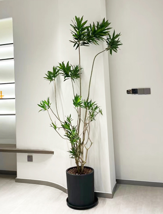 �����̻�����ֲ��